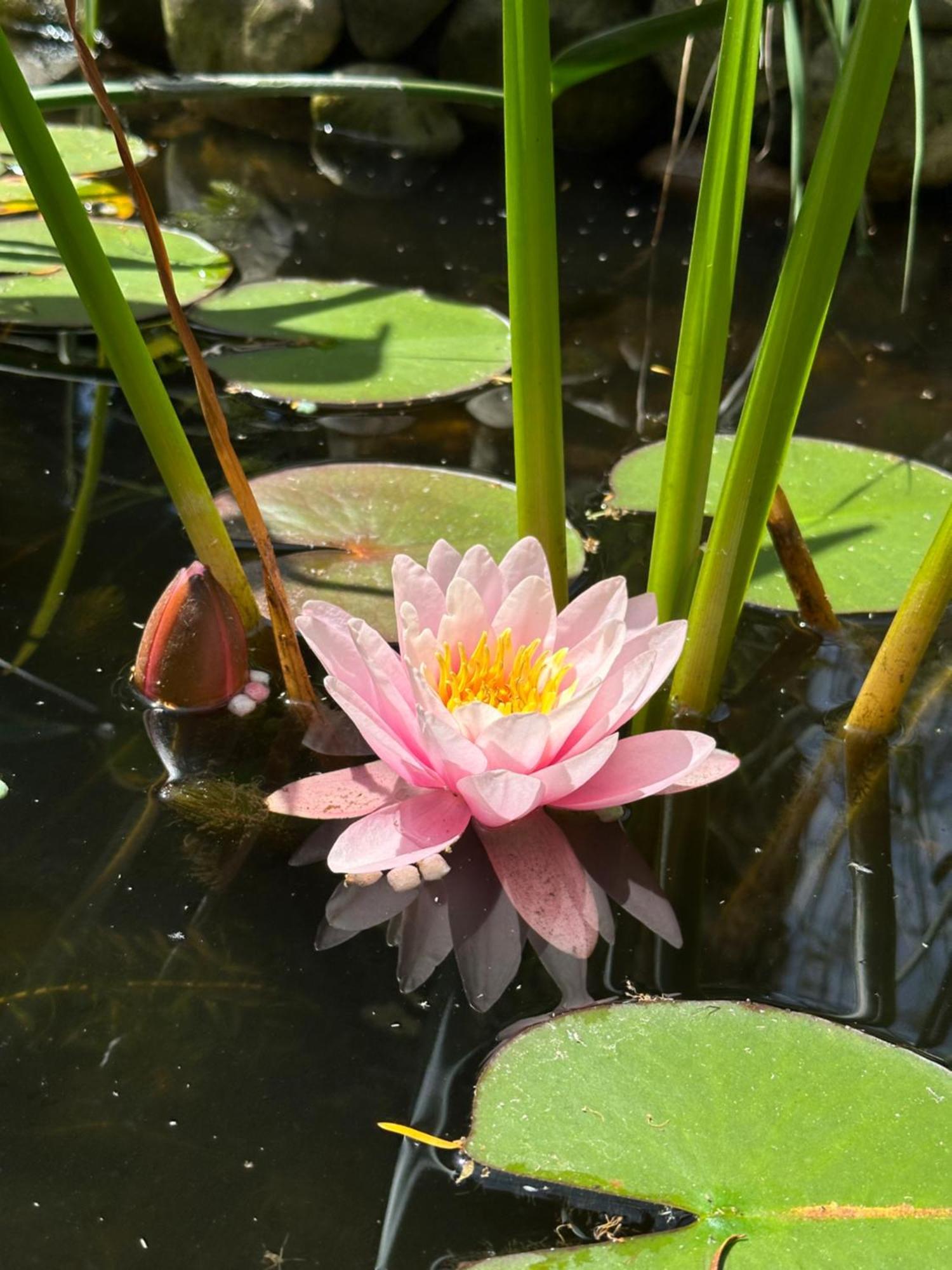B&B Cosy Garden Alblasserdam 外观 照片